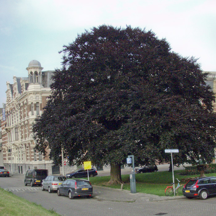 фото голландии